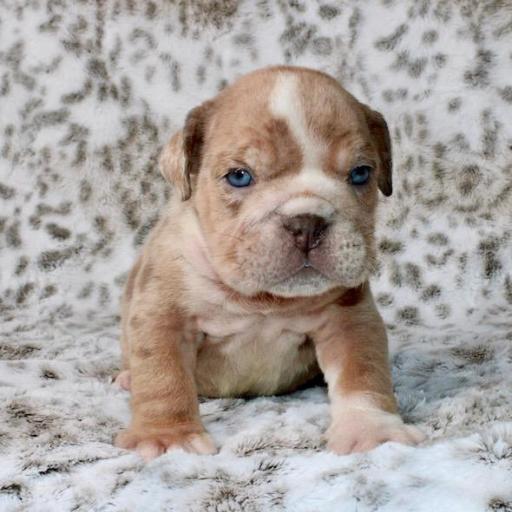 Casper