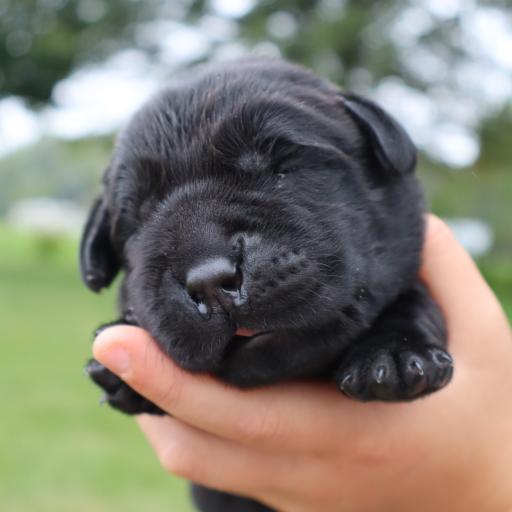 AKC OAK