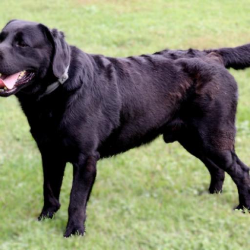 AKC OAK 3
