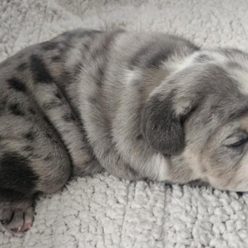 Sirloin