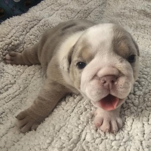 Dozer
