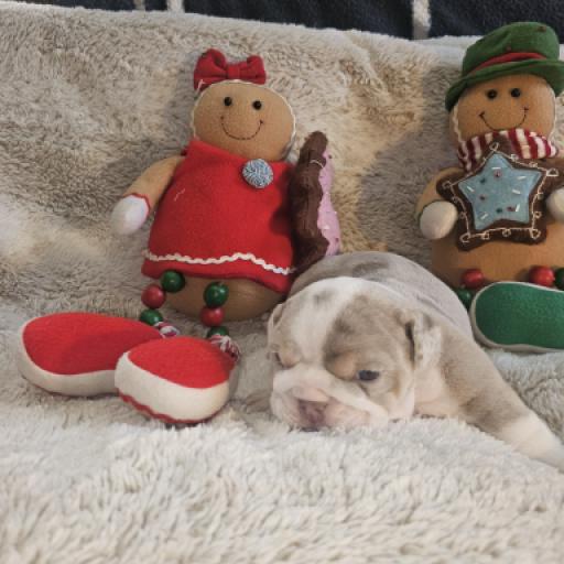 Dozer