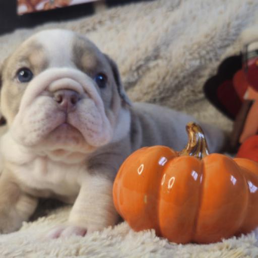 Dozer