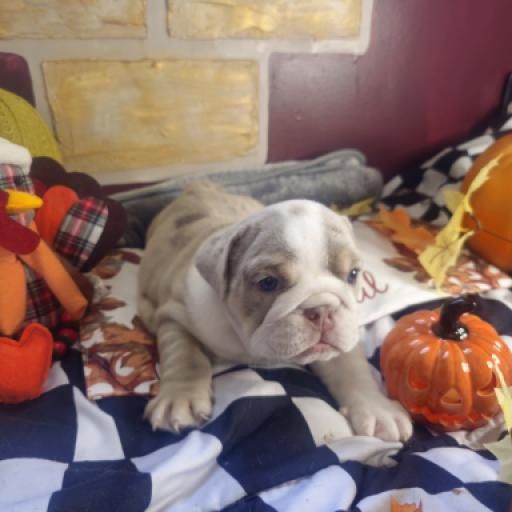 Dozer
