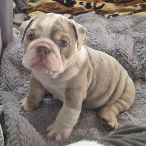 Dozer