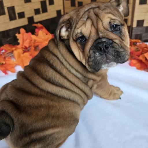 Peanut