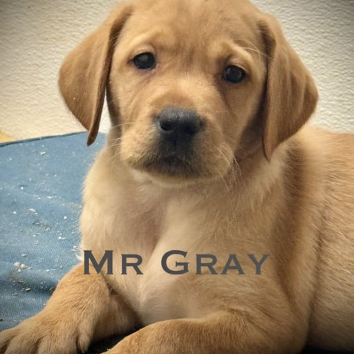 AKC Yelliw Male Lab puppies