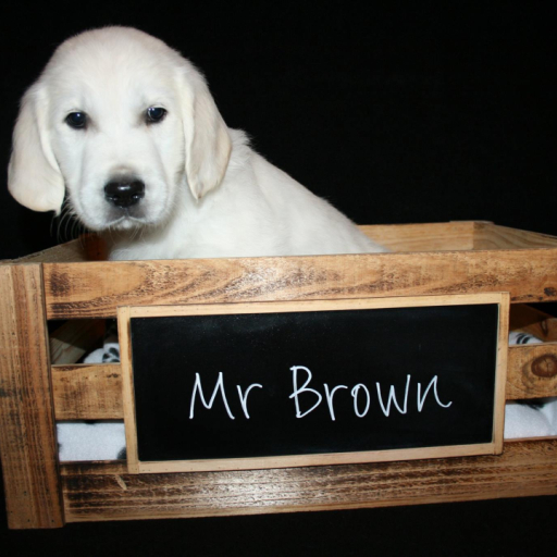 Mr Brown