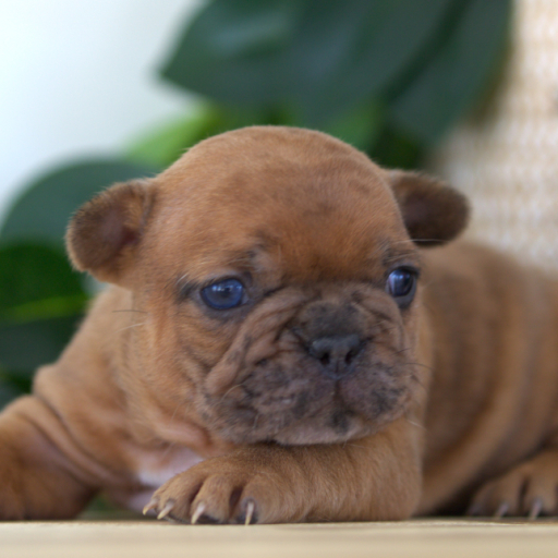 French Bulldog Puppies for Sale in Washington State - About Page —  Northwest Frenchies