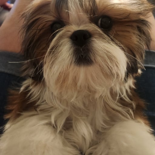 Yosemite Sam | Shih Tzu Puppy for Sale in California | PuppyHero