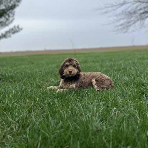 Prancer | Trained