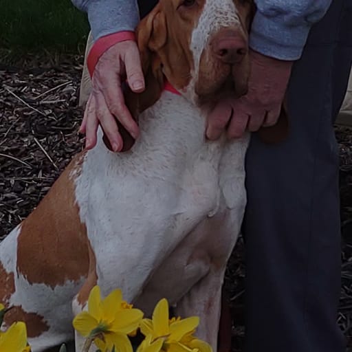 Bracco Italiano 4