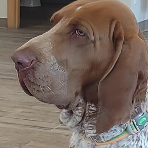 Bracco Italiano 3