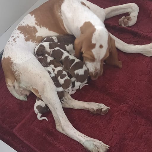 Bracco Italiano
