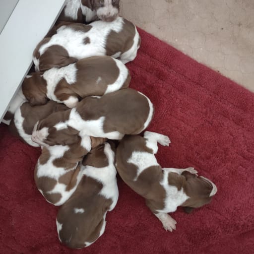 Bracco Italiano 2
