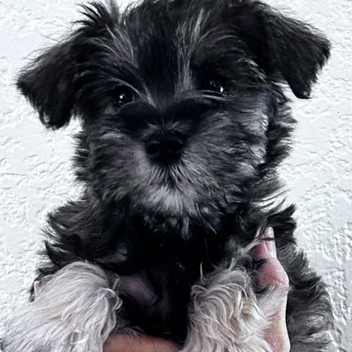 Adorable 9-Week-Old Miniature Schnauzers Ready for Loving Boise Homes!