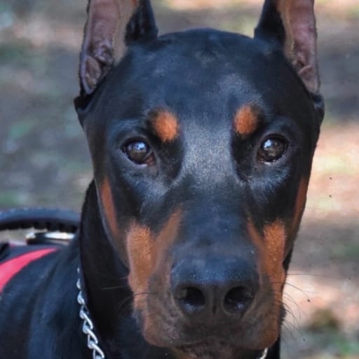 AKC Cropped female 4