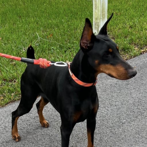 AKC Cropped female 5