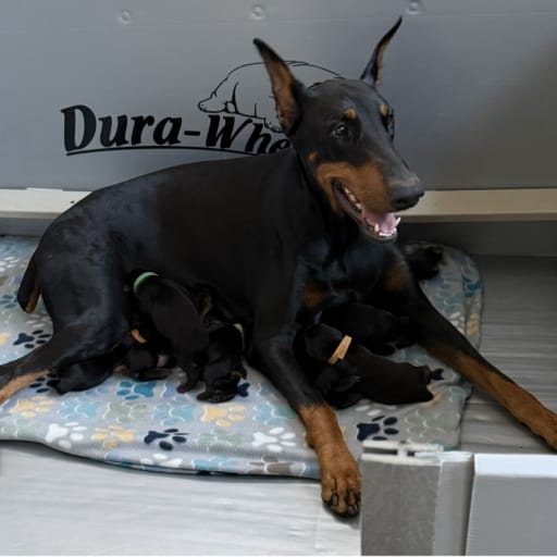 AKC Cropped female 2