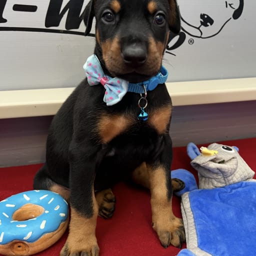 AKC Cropped female