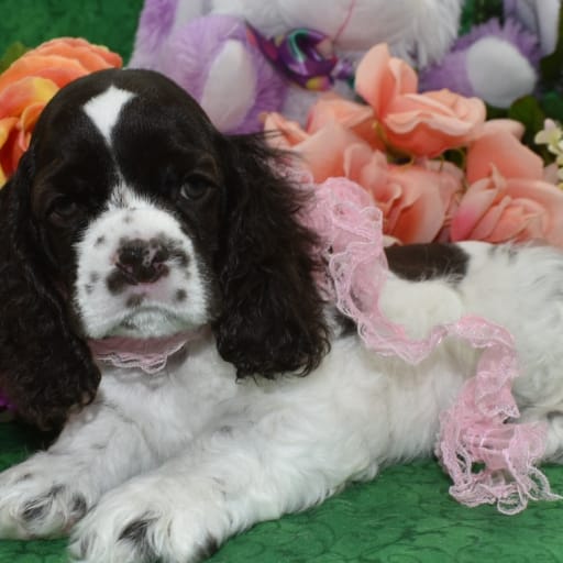 AKC Lily Chocolate Tan Parti American Cocker Spaniel Puppy