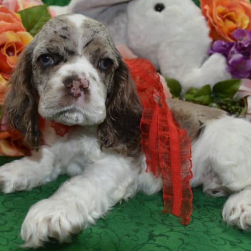 AKC Teddy chocolate tan parti merle American cocker spaniel puppy