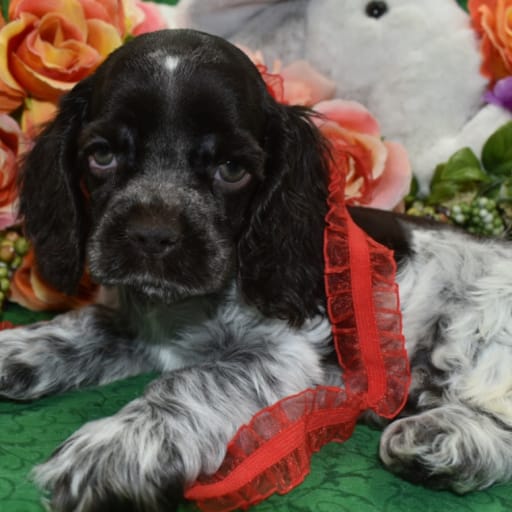 AKC Rocky chocolate tan roan American cocker spaniel puppy