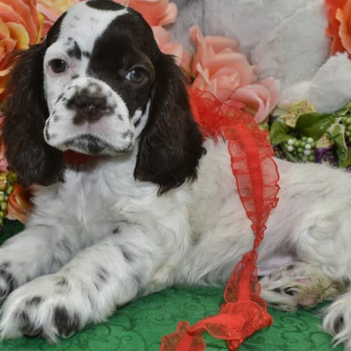 AKC Rusty chocolate parti American Cocker Spaniel puppy