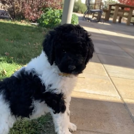 Moyen Poodle 