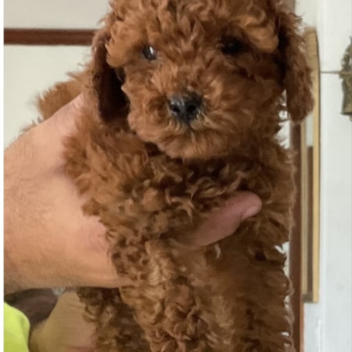 Toby