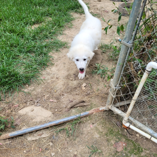 Great Pyrenees puppies  4