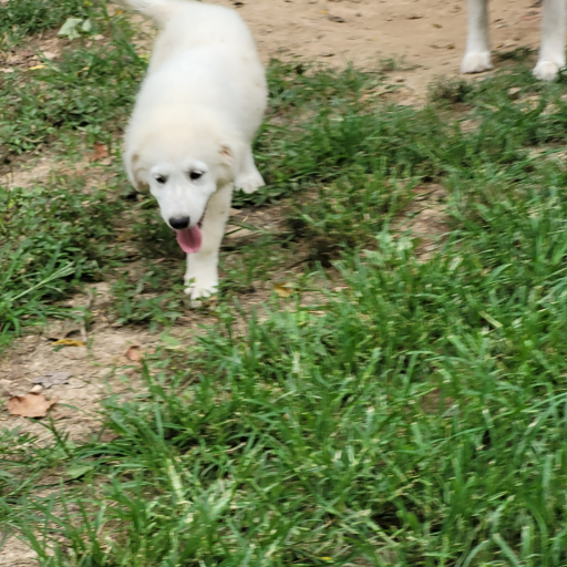 Great Pyrenees puppies  3