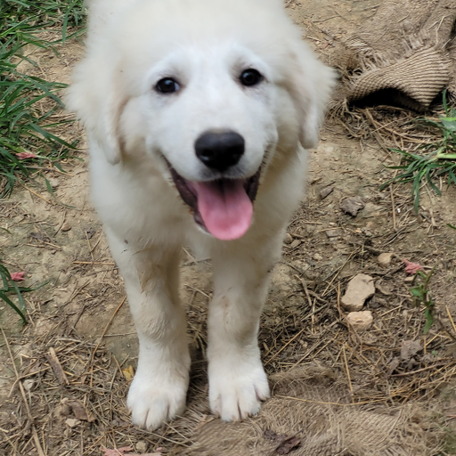Great Pyrenees puppies  2