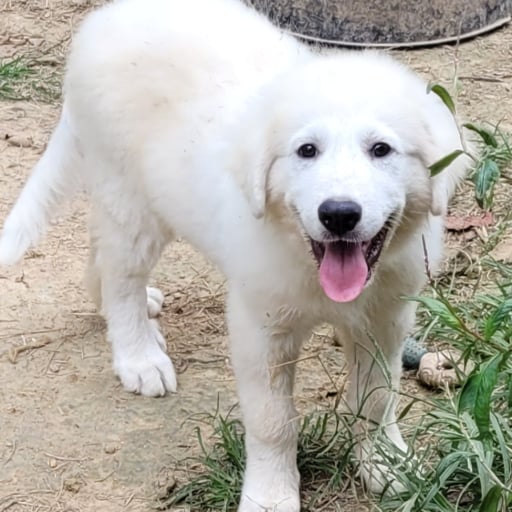 Great Pyrenees puppies 