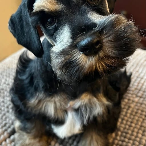 Huck