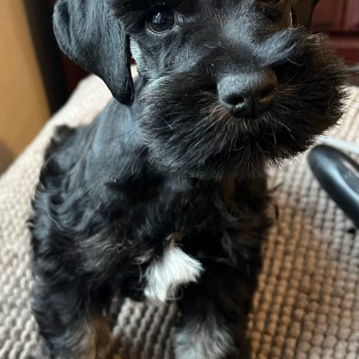 Finn