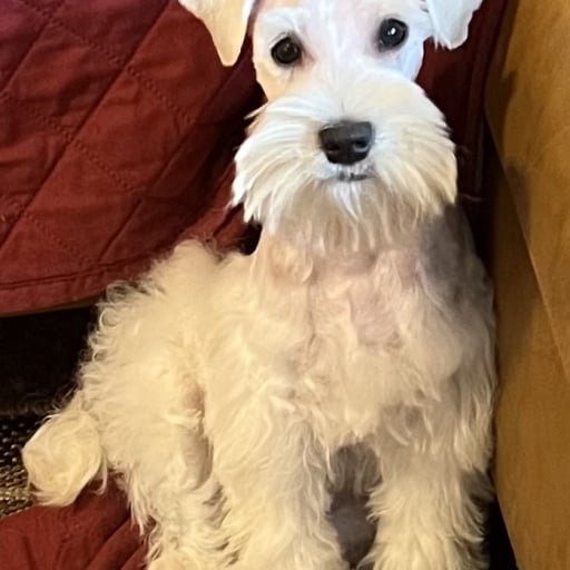 Charlie