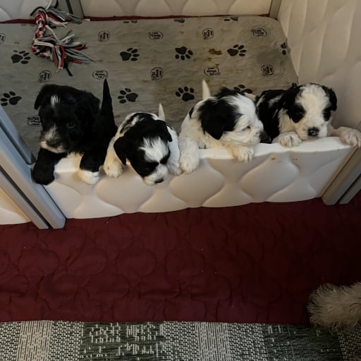 Selkie, Sugar, Patches & Bandito