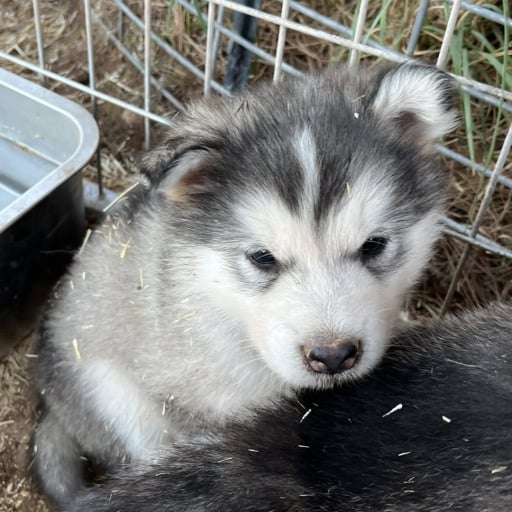 Female puppy