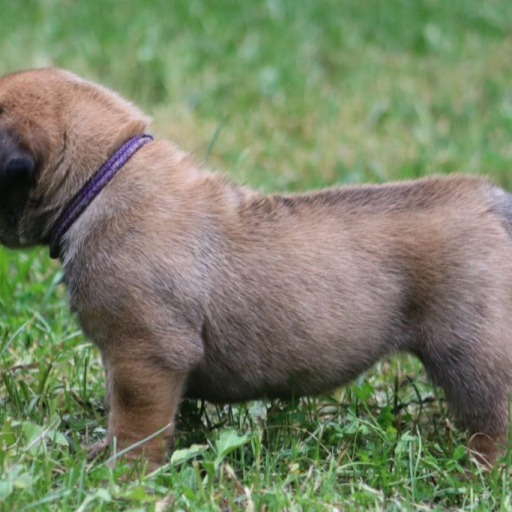 Nani (Dark Purple Collar) 3