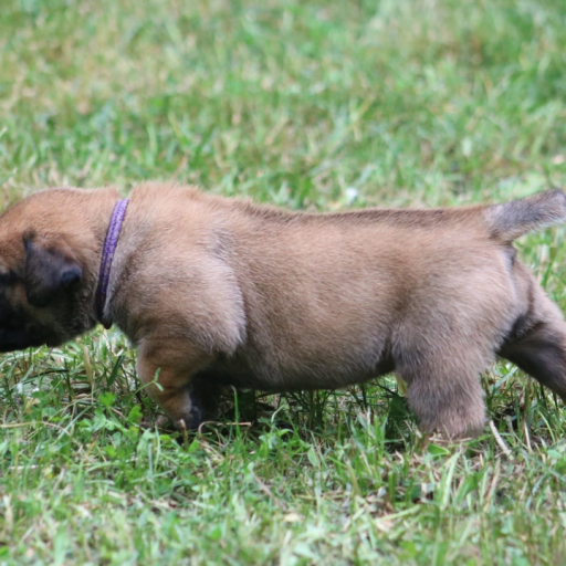 Nani (Dark Purple Collar) 2