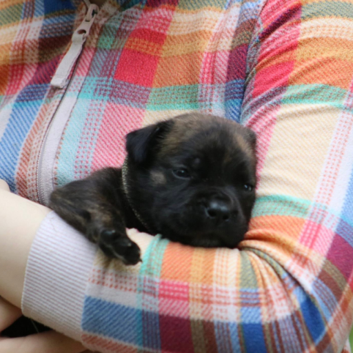 Ralphie (Black/White Collar) 4
