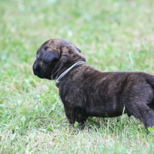 Ralphie (Black/White Collar) 2