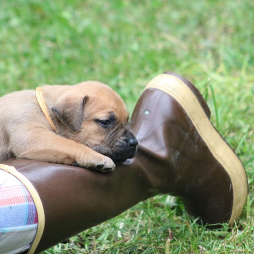 Lilo (Yellow Collar) 3