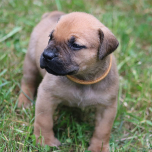 Lilo (Yellow Collar) 2