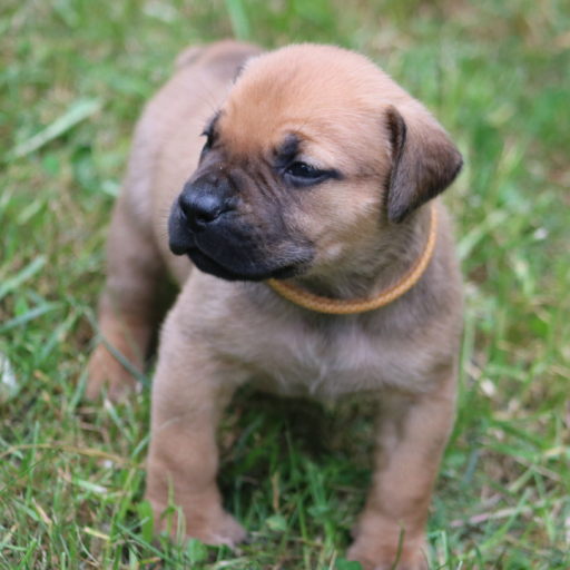 Lilo (Yellow Collar) 4