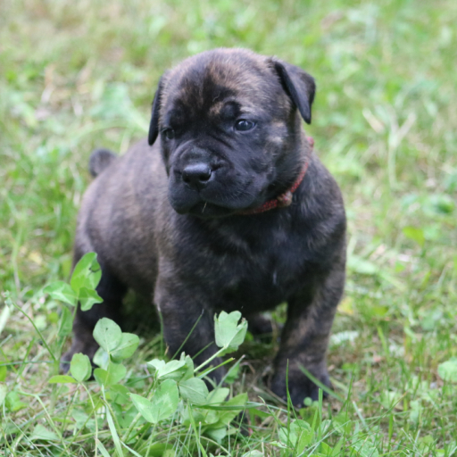 Sparky (Red Collar)  4