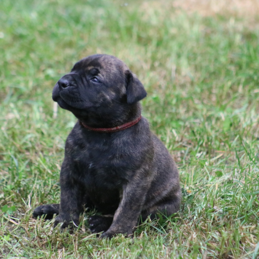 Sparky (Red Collar)  5