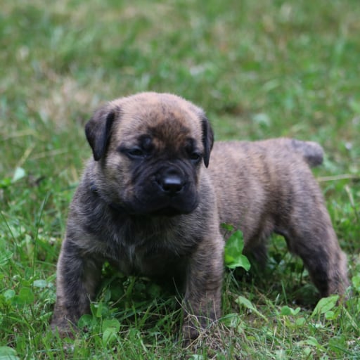 Stitch (Blue Collar)  2