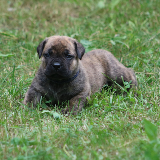 Stitch (Blue Collar)  4
